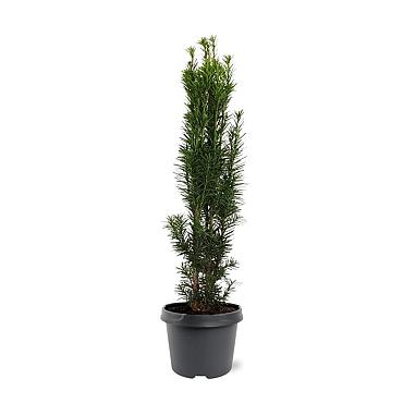 Taxus b. 'Fastigiata Robusta'