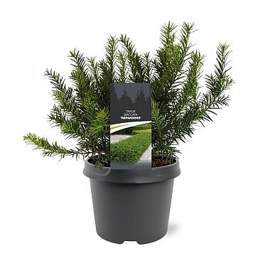 Taxus b. 'Repandens'