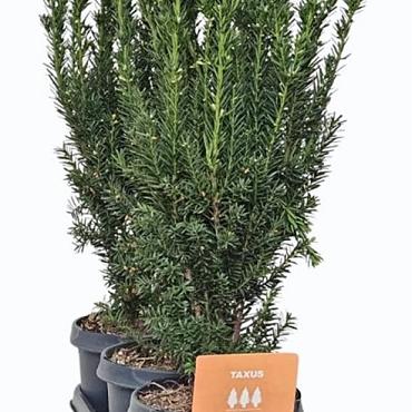 Taxus media 'Hillii'