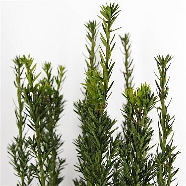 Taxus media 'Hillii'