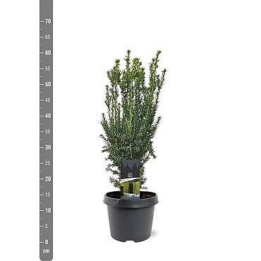 Taxus media 'Hillii'