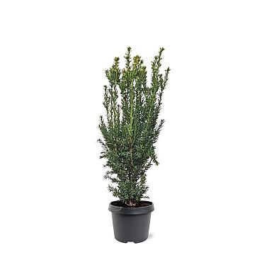 Taxus media 'Hillii'