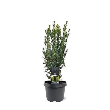Taxus media 'Hillii'