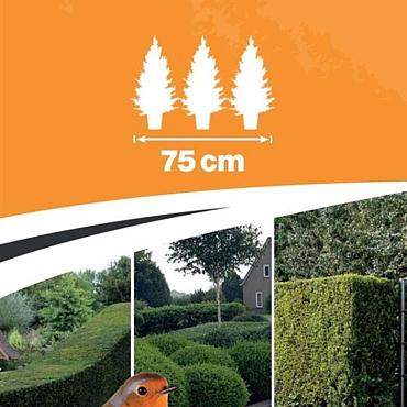 Taxus media 'Hillii'