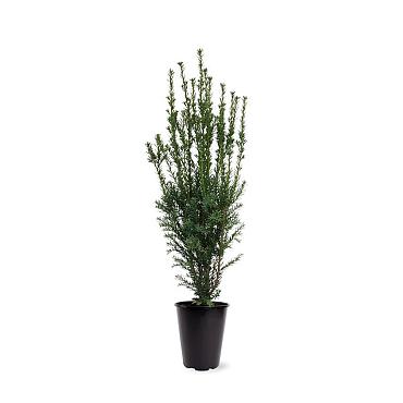 Taxus media 'Hillii'