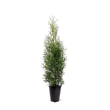 Thuja occ. 'Karl Falke'