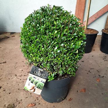 Ilex crenata Luxus Globe