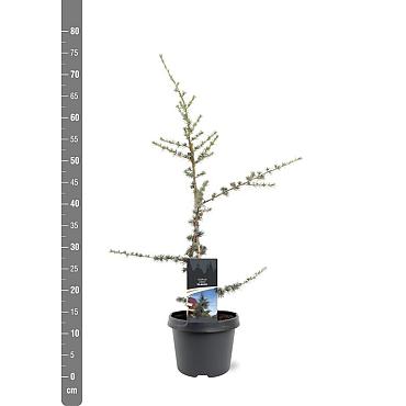 Cedrus l. 'Glauca'