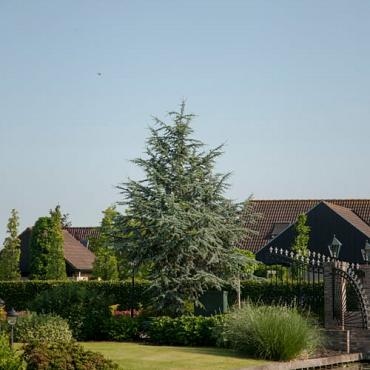 Cedrus l. 'Glauca'