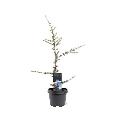 Cedrus l. 'Glauca'