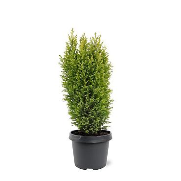 Chamaecyparis l. 'Ellwoodii'