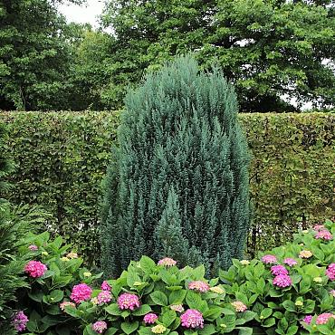Chamaecyparis l. 'Ellwoodii'