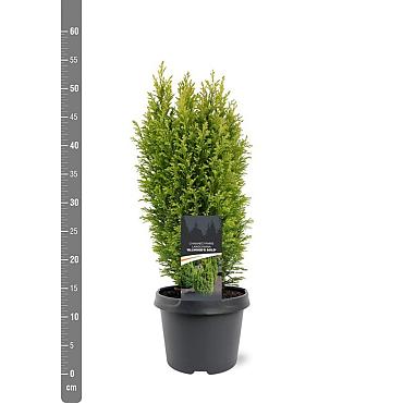 Chamaecyparis l. 'Ellwoodii'
