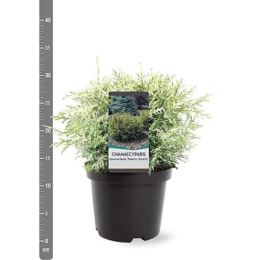 Chamaecyparis l. 'Pearly Swirls'