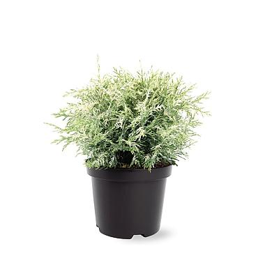 Chamaecyparis l. 'Pearly Swirls'