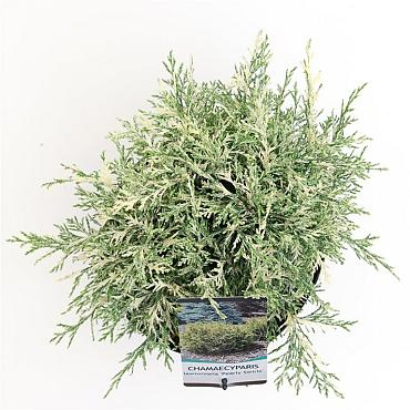 Chamaecyparis l. 'Pearly Swirls'