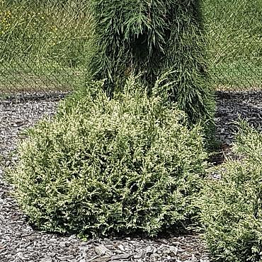 Chamaecyparis l. 'Pearly Swirls'