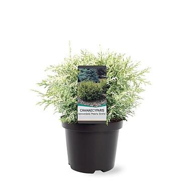 Chamaecyparis l. 'Pearly Swirls'