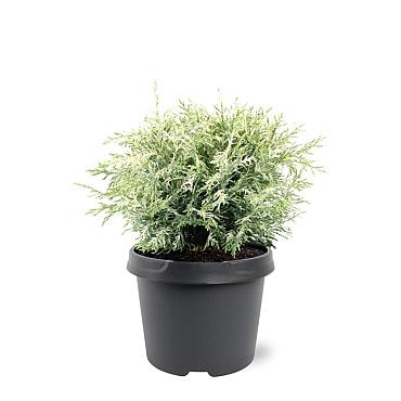 Chamaecyparis l. 'Pearly Swirls'