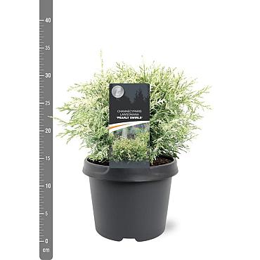 Chamaecyparis l. 'Pearly Swirls'