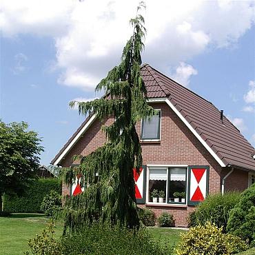 Chamaecyparis n. 'Pendula'