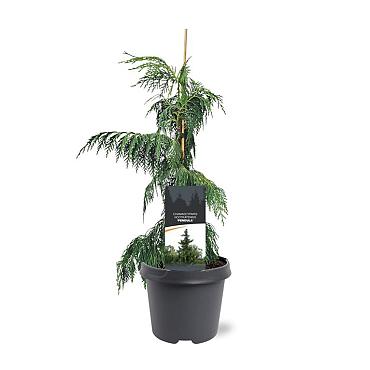 Chamaecyparis n. 'Pendula'