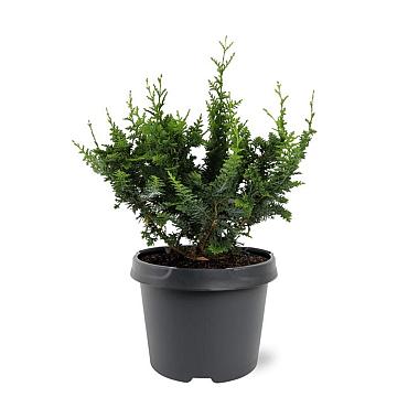 Chamaecyparis obtusa 'Teddy Bear'