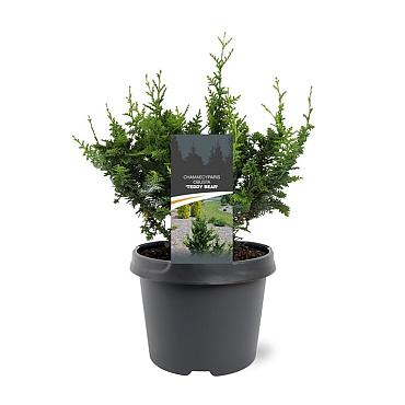Chamaecyparis obtusa 'Teddy Bear'