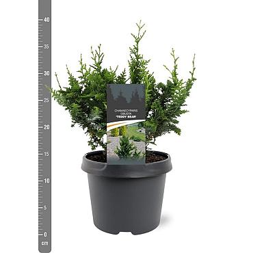Chamaecyparis obtusa 'Teddy Bear'