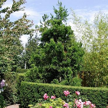 Cryptomeria j. 'Cristata'