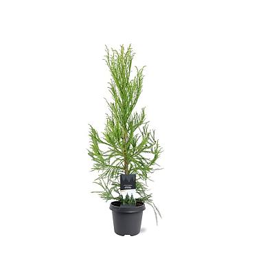 Cryptomeria j. 'Kitayama'