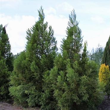Cryptomeria j. 'Kitayama'