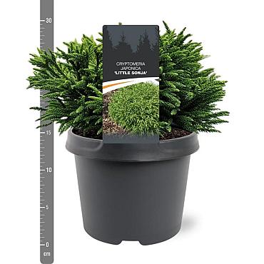 Cryptomeria j. 'Little Sonja'