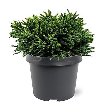 Cryptomeria j. 'Little Sonja'