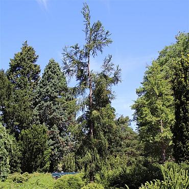 Cryptomeria j. 'Rasen'