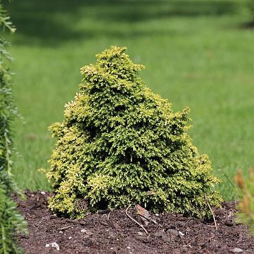Cryptomeria j. 'Twinkle Toes'