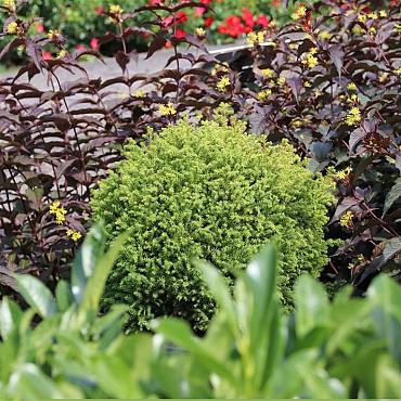 Cryptomeria j. 'Vilmorin Gold'