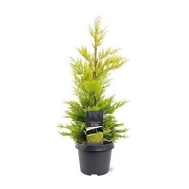 Cupressocyparis l. 'Gold Rider'
