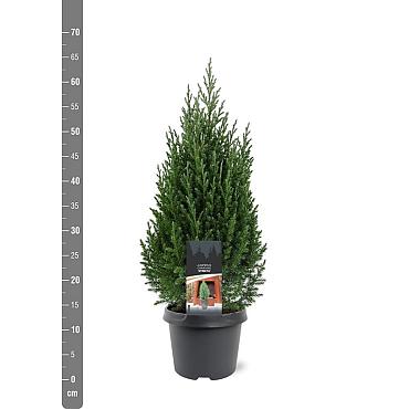 Juniperus chin. 'Stricta'