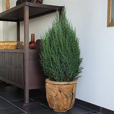 Juniperus chin. 'Stricta'