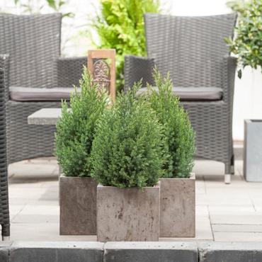 Juniperus chin. 'Stricta'