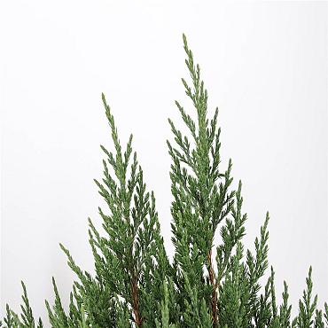 Juniperus chin. 'Stricta'