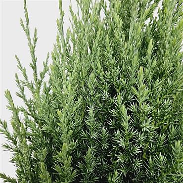 Juniperus chin. 'Stricta'