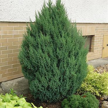 Juniperus chin. 'Stricta'