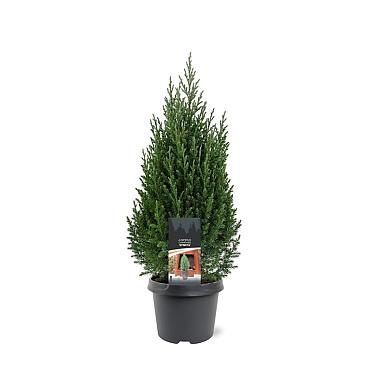 Juniperus chin. 'Stricta'
