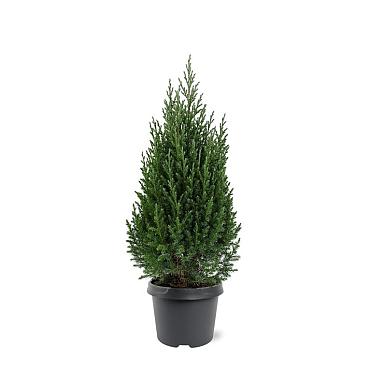 Juniperus chin. 'Stricta'