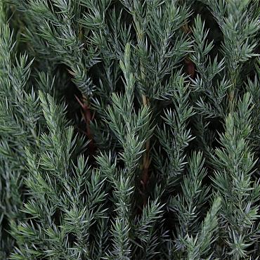 Juniperus chin. 'Stricta'