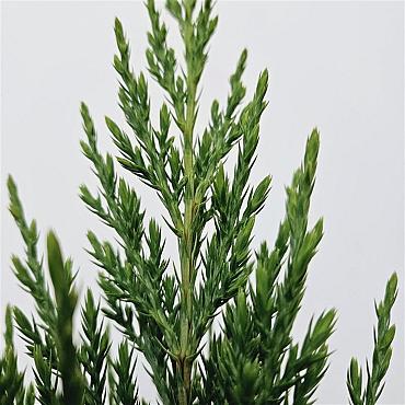 Juniperus chin. 'Stricta'
