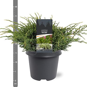 Juniperus squamata 'Holger'