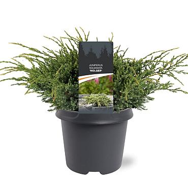 Juniperus squamata 'Holger'